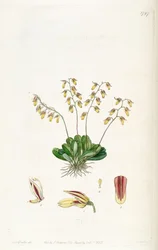 Specklinia grobyi